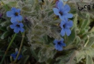 فوائد عشبة رجل الحمام الرهيبة