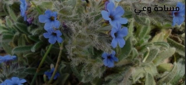 فوائد عشبة رجل الحمام الرهيبة