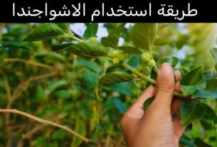 طريقة استخدام الاشواجندا