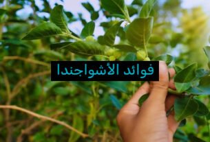 فوائد الأشواجندا