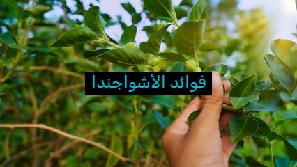 فوائد الأشواجندا