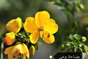 فوائد السنامكي للجنس