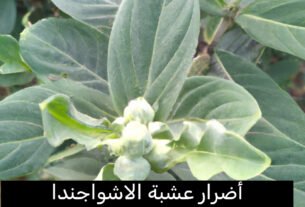 أضرار عشبة الاشواجندا