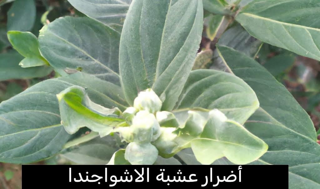 أضرار عشبة الاشواجندا