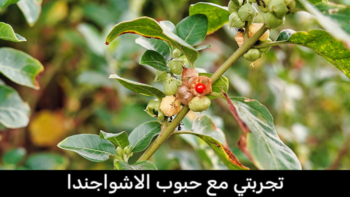 تجربتي مع حبوب الاشواجندا