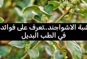 عشبة الاشواجند