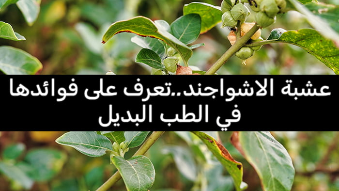 عشبة الاشواجند