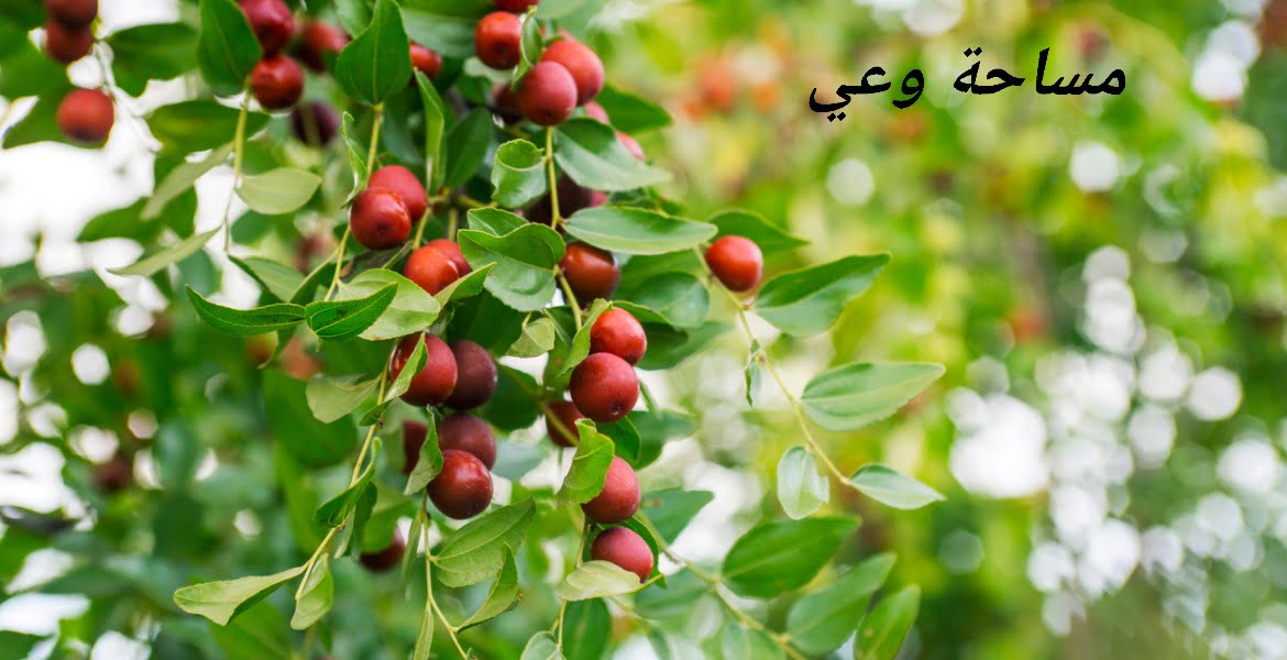 فوائد النبق للنساء