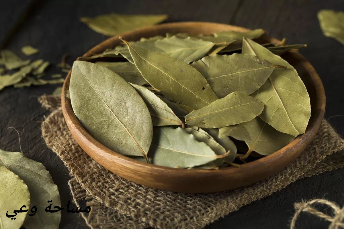 فوائد ورق السدر للمعدة