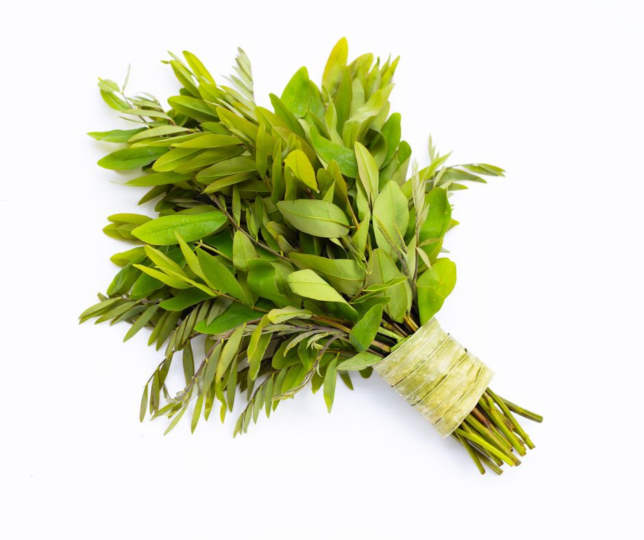 عشبة السنامكي