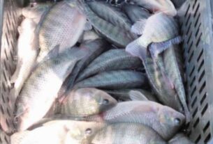 السمك البلطي